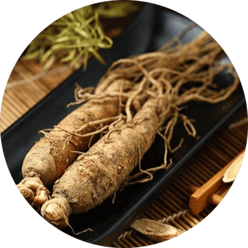 Panax Ginseng for Energy and Focus